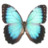 Morpho Peleides Montezuma Icon